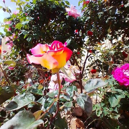 Las/Rosas Orgaz Buitenkant foto