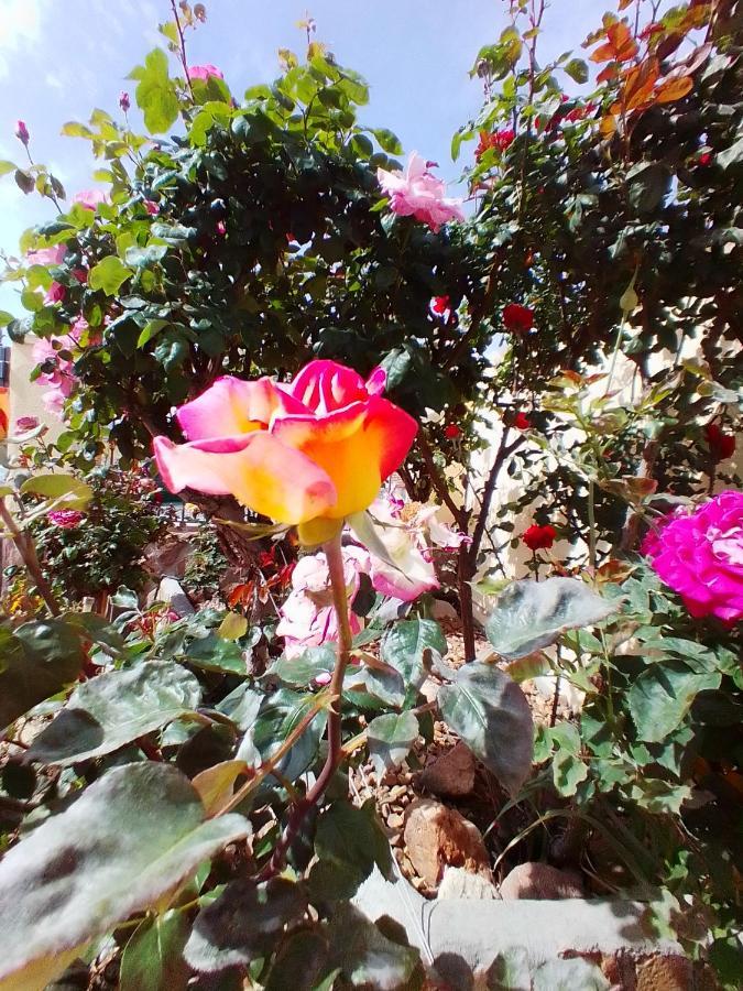Las/Rosas Orgaz Buitenkant foto